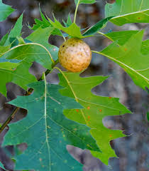 Attēlu rezultāti vaicājumam “gall”