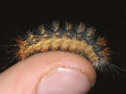 Attēlu rezultāti vaicājumam “Acronicta auricoma larva”