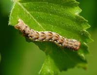 Attēlu rezultāti vaicājumam “Erannis defoliaria larva”