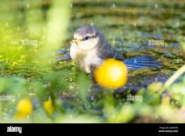 Attēlu rezultāti vaicājumam “Cyanistes caeruleus juvenile”