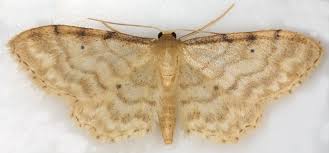 Attēlu rezultāti vaicājumam “Idaea sylvestraria”