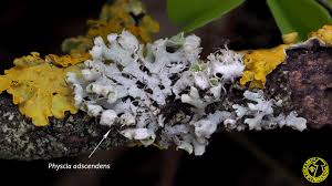 Attēlu rezultāti vaicājumam “Physcia adscendens”