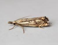 Attēlu rezultāti vaicājumam “Catoptria falsella”