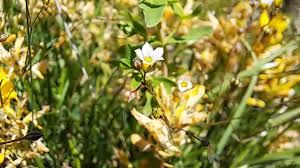 Attēlu rezultāti vaicājumam “Linum catharticum flower”