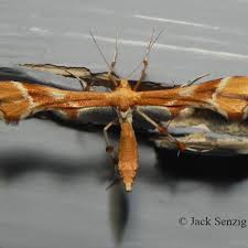 Attēlu rezultāti vaicājumam “Cnaemidophorus rhododactyla”