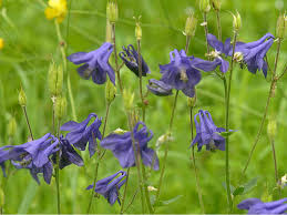 Attēlu rezultāti vaicājumam “Aquilegia vulgaris leaf”