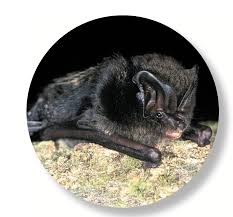 Attēlu rezultāti vaicājumam “Barbastella barbastellus”