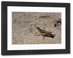 Attēlu rezultāti vaicājumam “Myrmeleotettix maculatus”