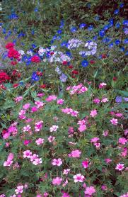 Attēlu rezultāti vaicājumam “Geranium bohemicum”