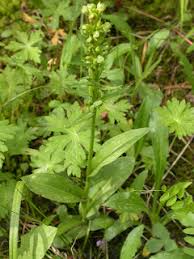 Attēlu rezultāti vaicājumam “Coeloglossum viride leaf”