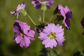 Attēlu rezultāti vaicājumam “Primula farinosa bud”