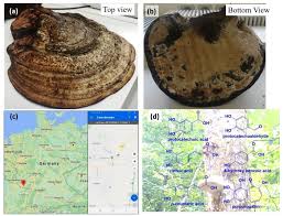 Attēlu rezultāti vaicājumam “Fomes fomentarius”