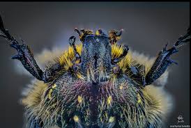 Attēlu rezultāti vaicājumam “Oxythyrea funesta”