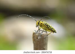 Attēlu rezultāti vaicājumam “Saperda scalaris”