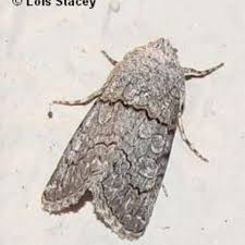 Attēlu rezultāti vaicājumam “Badhamiopsis scripta sessile”