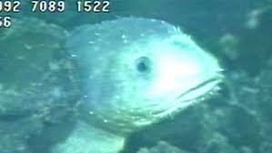Image result for Myoxocephalus octodecemspinosus