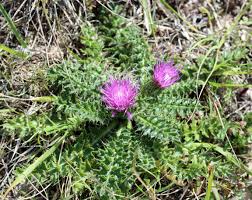 Attēlu rezultāti vaicājumam “Cirsium acaule flower”