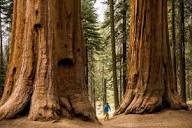 Meet the Giant Sequoia, the 'Super Tree' Built to Withstand Fire ...