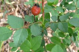 Image result for Rosa canina