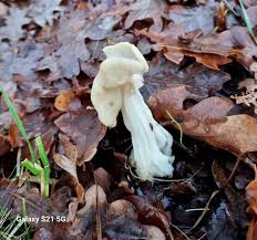 Attēlu rezultāti vaicājumam “Helvella crispa”