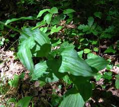 Attēlu rezultāti vaicājumam “Epipactis helleborine leaf”
