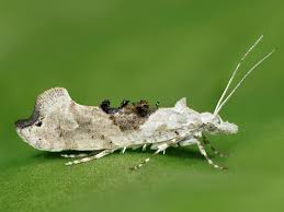 Attēlu rezultāti vaicājumam “Ypsolopha asperella”