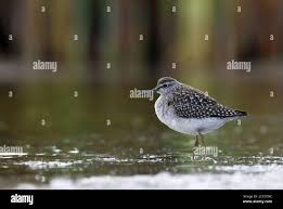 Attēlu rezultāti vaicājumam “Tringa glareola”