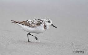 Attēlu rezultāti vaicājumam “Calidris alba adult”