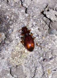 Attēlu rezultāti vaicājumam “Leistus ferrugineus”