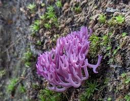 Attēlu rezultāti vaicājumam “Clavaria zollingeri”