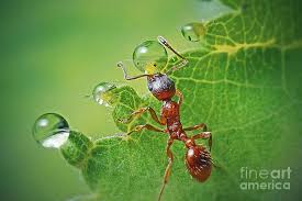 Attēlu rezultāti vaicājumam “Myrmica rubra”