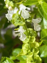 Attēlu rezultāti vaicājumam “Ocimum basilicum flower”