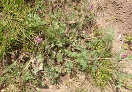 Image result for Fumaria officinalis