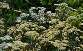 Attēlu rezultāti vaicājumam “Achillea salicifolia flower”