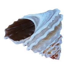 Image result for mountain top seashell
