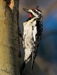 Image result for Sphyrapicus varius