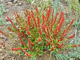 Image result for chenopodium foliosum