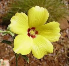 Attēlu rezultāti vaicājumam “Malvaceae”