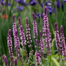 Attēlu rezultāti vaicājumam “Salvia nemorosa flower”