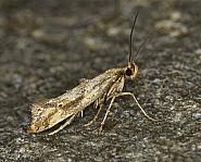 Attēlu rezultāti vaicājumam “Epermenia falciformis”