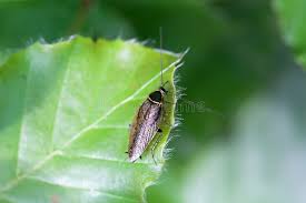 Attēlu rezultāti vaicājumam “Ectobius sylvestris male”