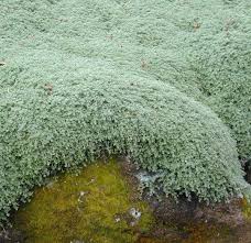 Attēlu rezultāti vaicājumam “Symphytocarpus trechisporus young”