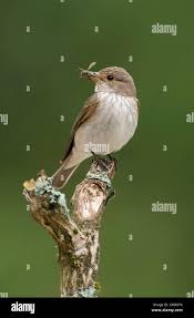 Attēlu rezultāti vaicājumam “Muscicapa striata adult”