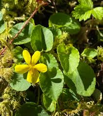 Attēlu rezultāti vaicājumam “Viola riviniana leaf”