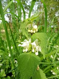 Attēlu rezultāti vaicājumam “Lamium album”