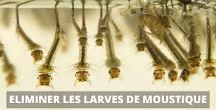 Résultat de recherche d'images pour "larves de moustiques"