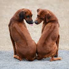 Afbeeldingsresultaat voor honden