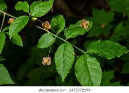 Attēlu rezultāti vaicājumam “Euonymus verrucosus leaf”