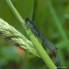 Attēlu rezultāti vaicājumam “Coenagrion armatum female”