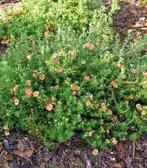 Attēlu rezultāti vaicājumam “Pentaphylloides fruticosa flower”